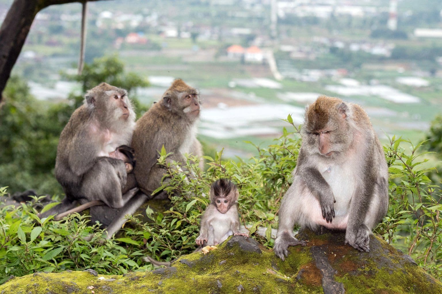 Ubud: Movement & Culture 3