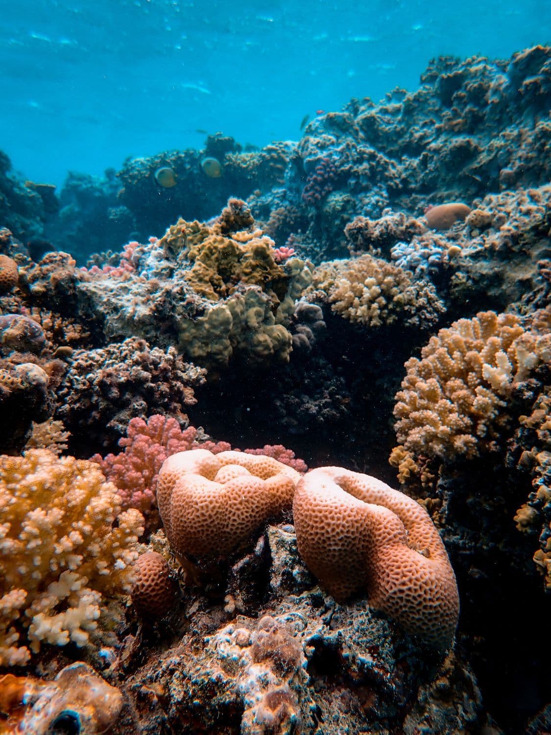 Surf Day Two + Lagoon Snorkeling 3